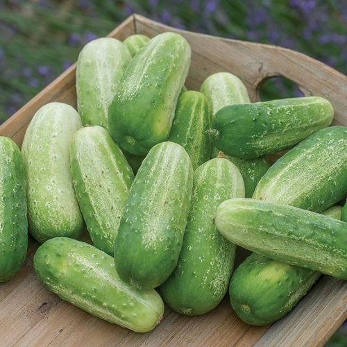 Gherkin Cucumber Picklebush